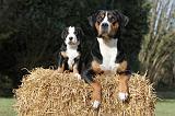 GRAND BOUVIER SUISSE 016